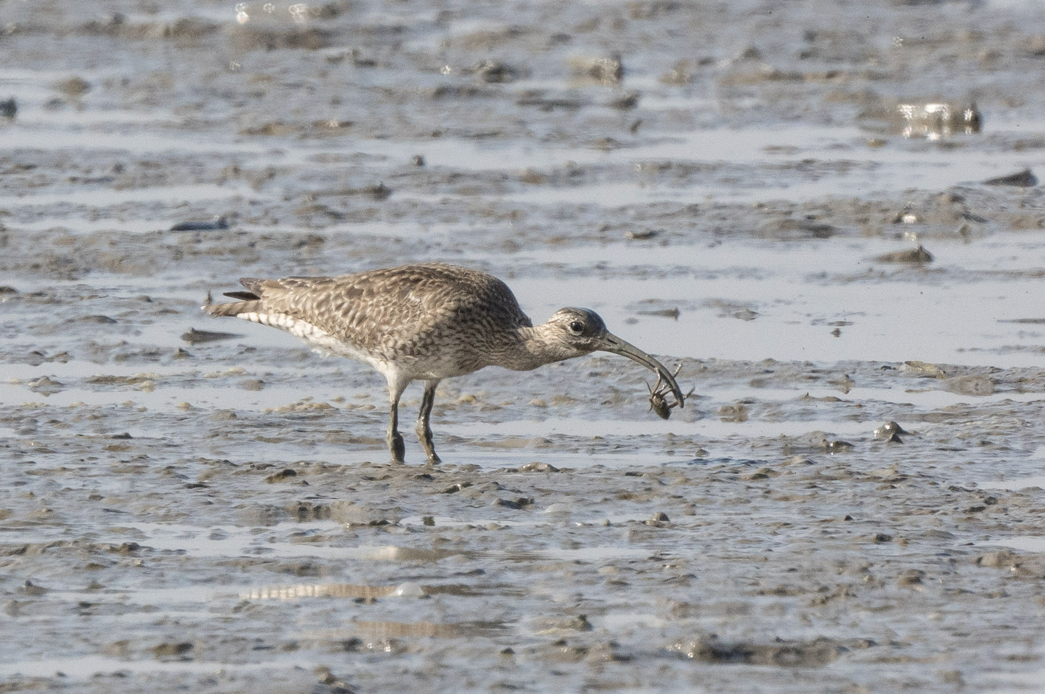 Eurasian Whimbrel