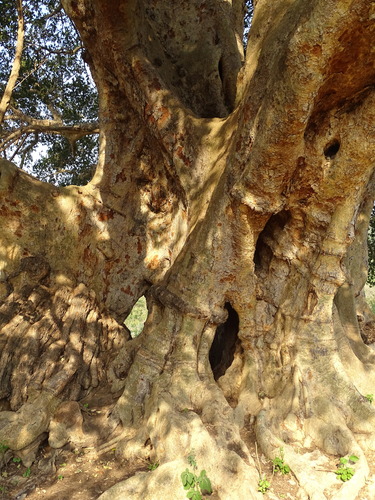 Image of Ficus sycomorus by (c) Shaun Swanepoel, some rights reserved (CC BY)