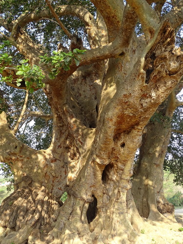Image of Ficus sycomorus by (c) Shaun Swanepoel, some rights reserved (CC BY)