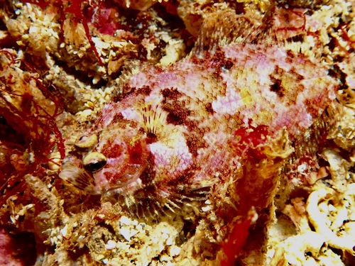 Norwegian topknot (Phrynorhombus norvegicus) — Scophthalmidae — 4