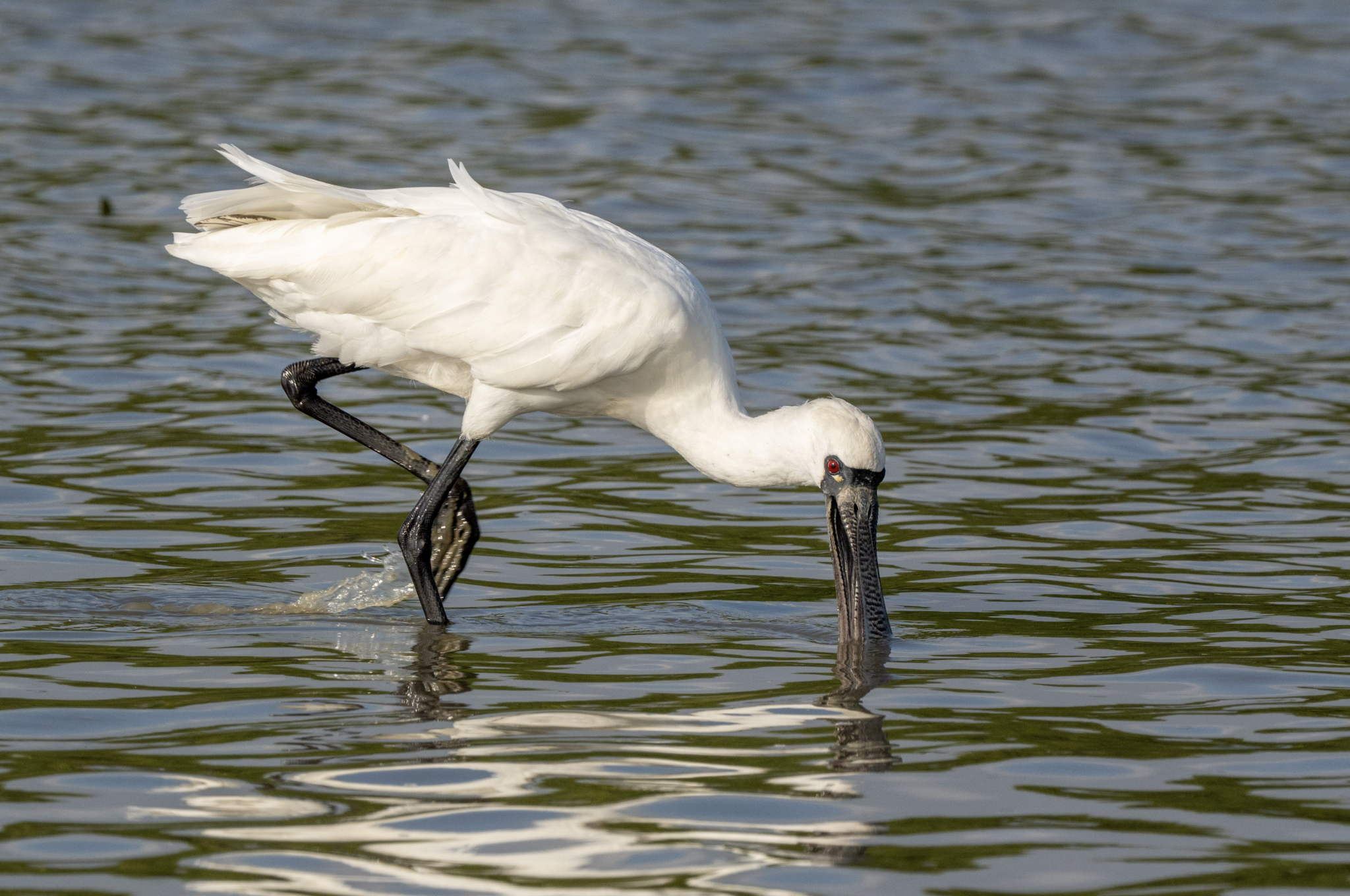Black-faced Spoonbill