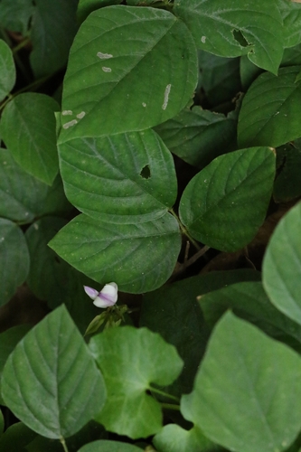 Image of Neustanthus phaseoloides by no rights reserved