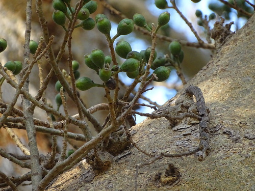 Image of Ficus sycomorus by (c) Shaun Swanepoel, some rights reserved (CC BY)