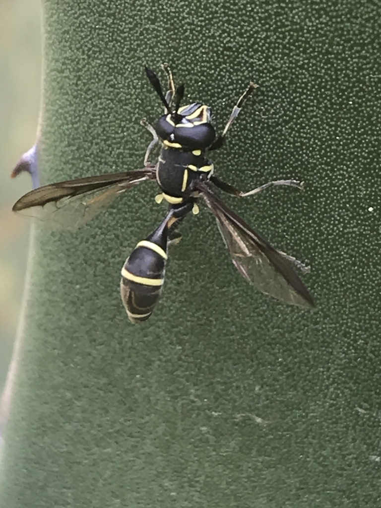 Polybiomyia capitis