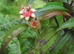 Melastoma sanguineum