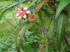 Melastoma sanguineum