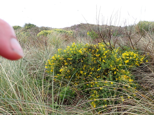 Image of Genista stenopetala by (c) Arnim Littek, some rights reserved (CC BY)