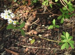 Aster baccharoides