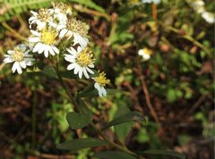 Aster baccharoides