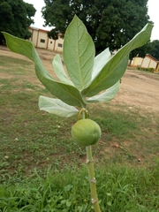 Calotropis procera image