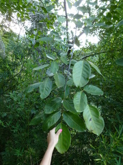 Platymiscium pinnatum