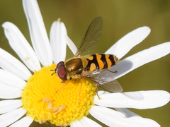 Eupeodes latifasciatus