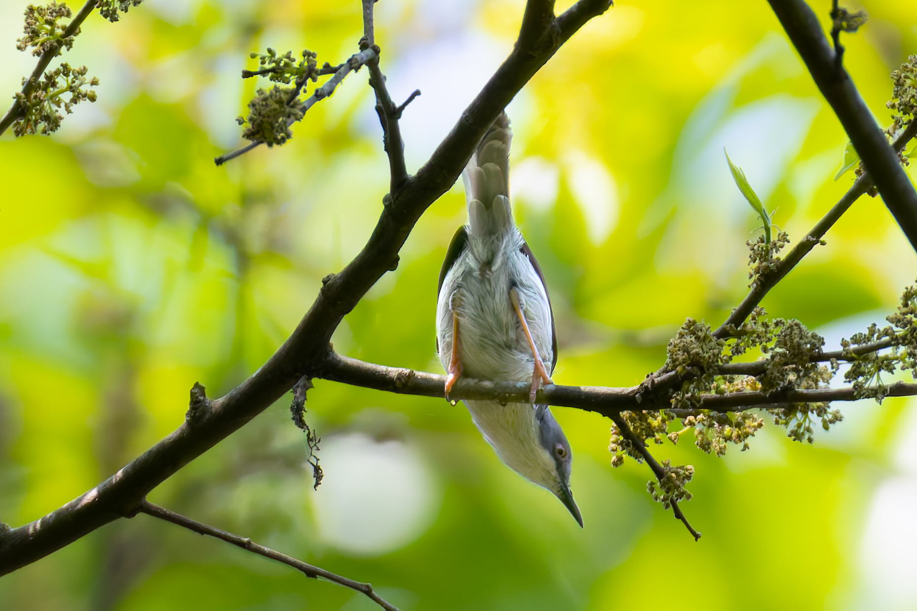 Black-headed Apalis (Apalis melanocephala), photo 1
