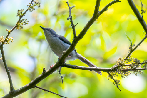 Black-headed Apalis (Apalis melanocephala), photo 8