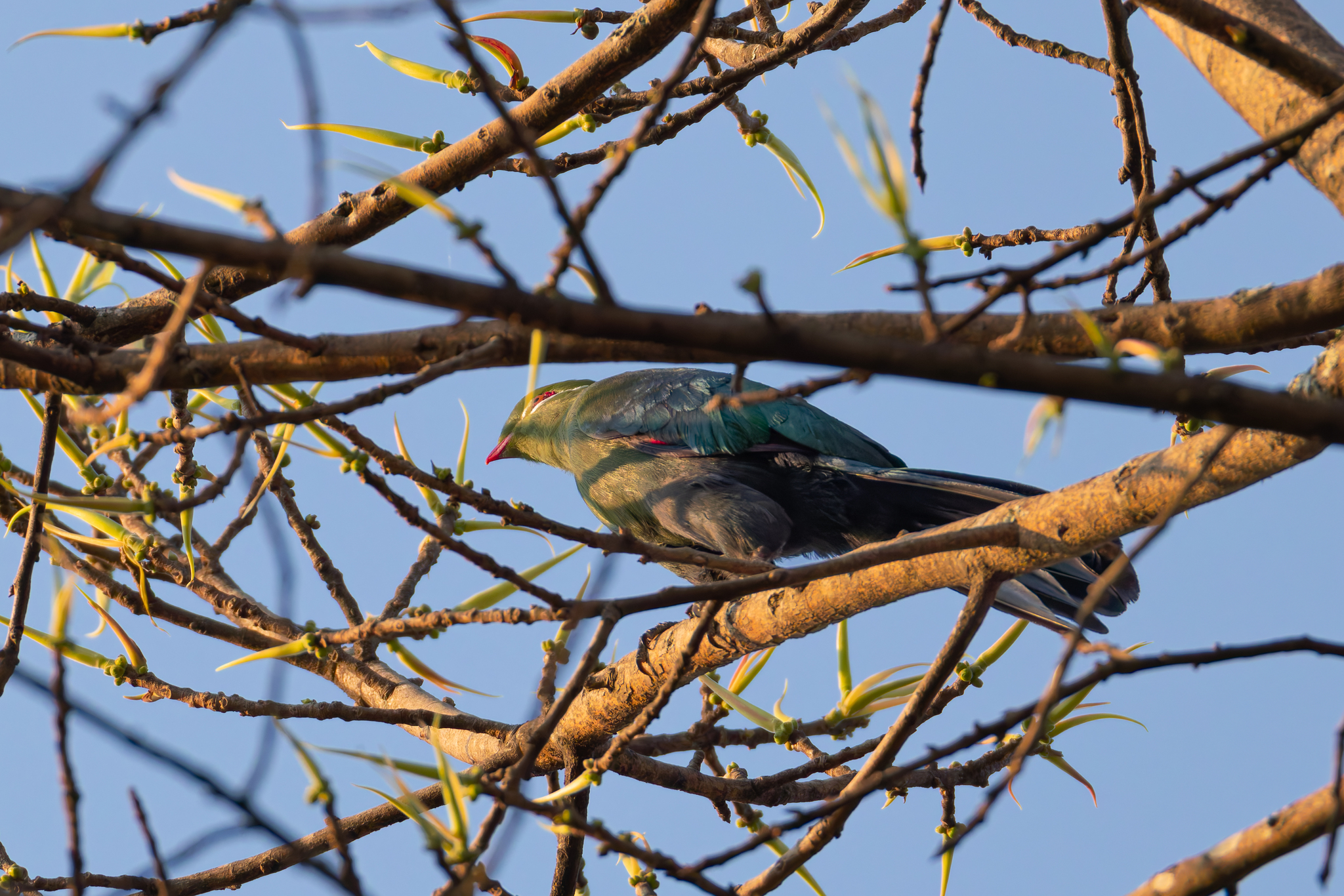 Livingstone's Turaco (Tauraco livingstonii), photo 3