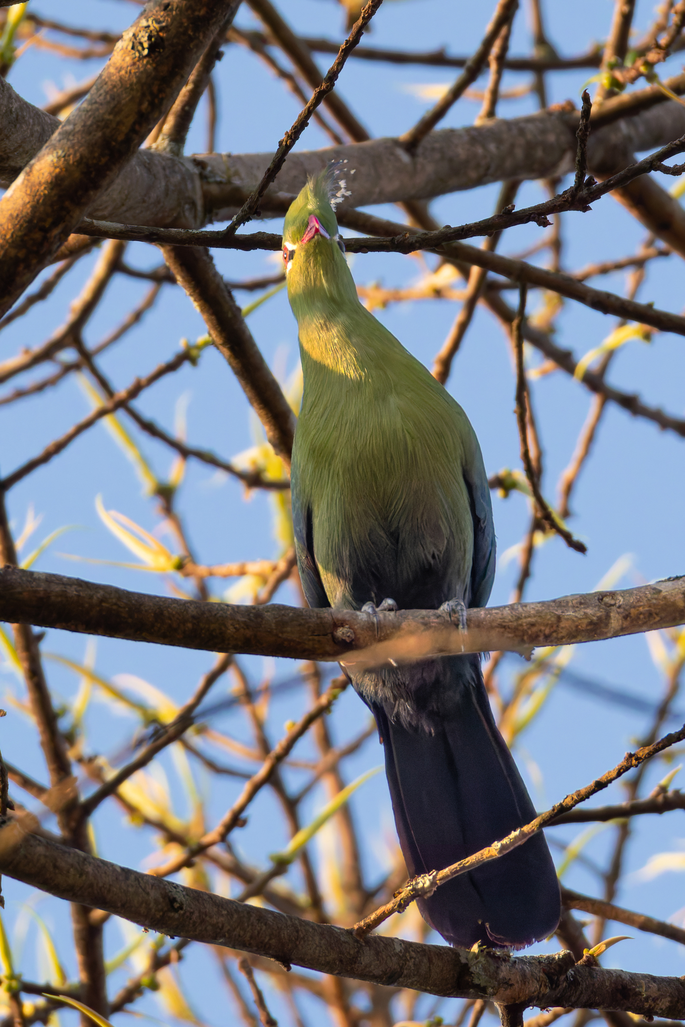 Livingstone's Turaco (Tauraco livingstonii), photo 2
