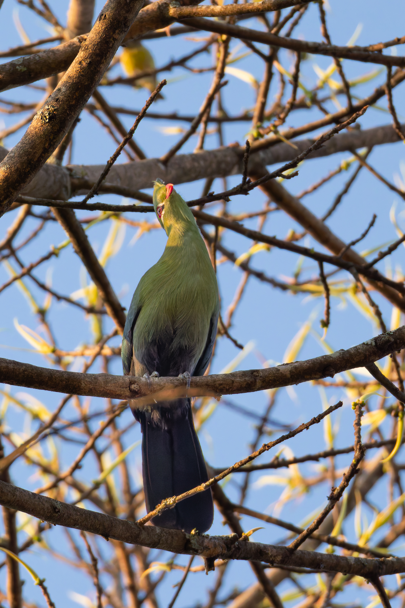 Livingstone's Turaco (Tauraco livingstonii), photo 10