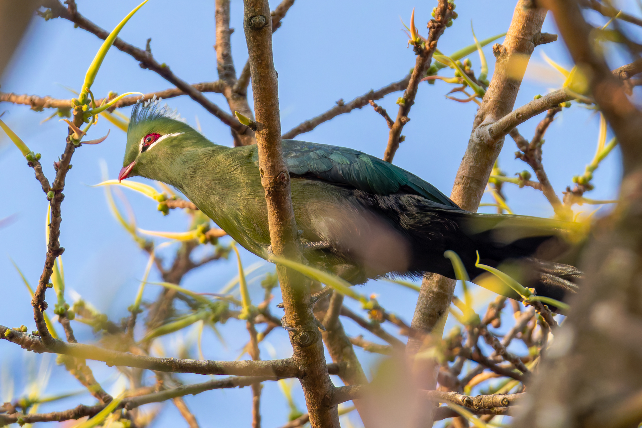 Livingstone's Turaco (Tauraco livingstonii)