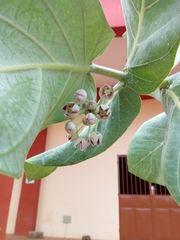 Calotropis procera