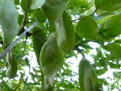 Platymiscium pinnatum