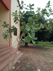 Calotropis procera image