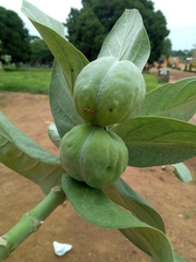 Calotropis procera image