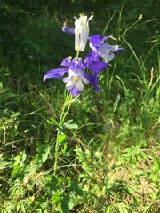 Aquilegia alpina
