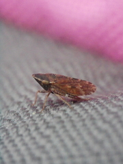 Aphrodinae