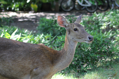 Rusa timorensis