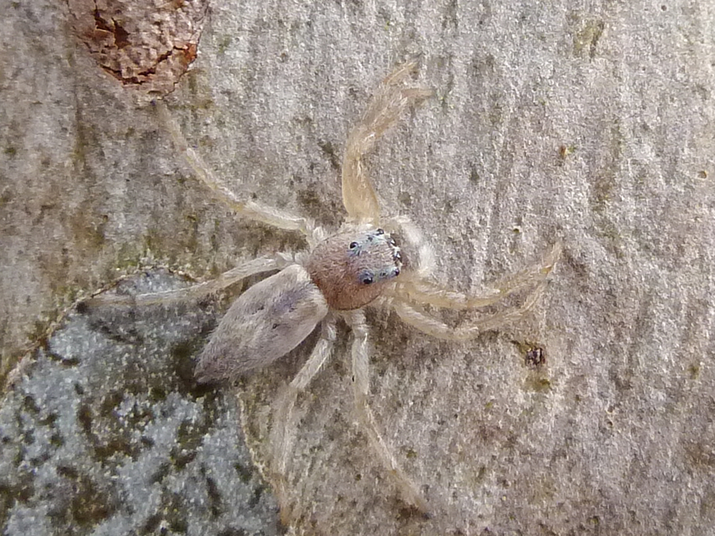 pale jumping spider