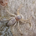 Flat-white Jumping Spider - Photo (c) Gordon Claridge, some rights reserved (CC BY-NC), uploaded by Gordon Claridge