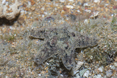 Aquilonastra coronata