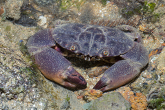 Myomenippe hardwickii