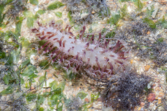 Veretillidae