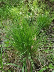 Carex nigra juncea