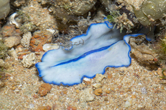 Pseudoceros concinnus