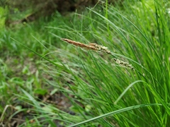 Carex nigra juncea