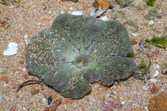 Stichodactyla haddoni