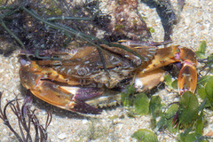 Charybdis hellerii