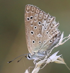 Polyommatus daphnis