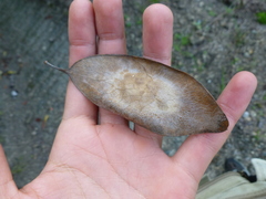 Platymiscium pinnatum