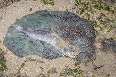 Stichodactyla haddoni