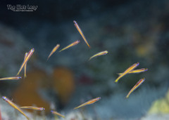 Lemon Goby photo 3