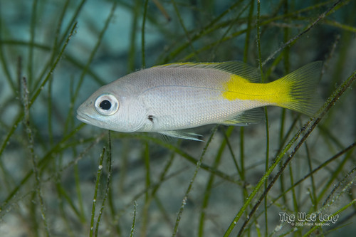 Blackfin Snapper