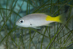 Blackfin Snapper photo 5