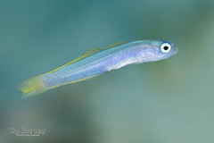 Hovering Goby photo 2