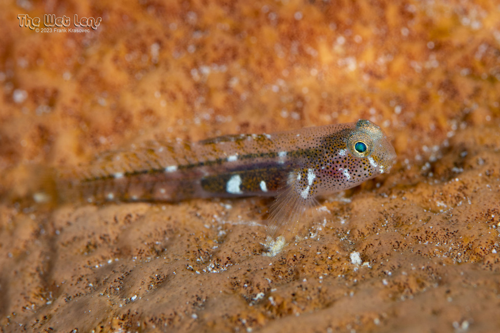 Tusked Goby