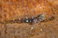 Tusked Goby photo 1