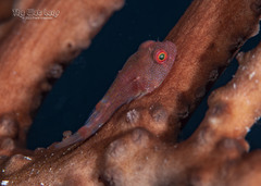Red Clingfish photo 1