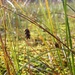 Carex limosa - Photo (c) Biopix, algunos derechos reservados (CC BY-NC)